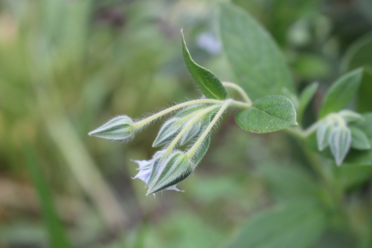 Trichodesma zeylanicum (Burm.f.) R.Br.